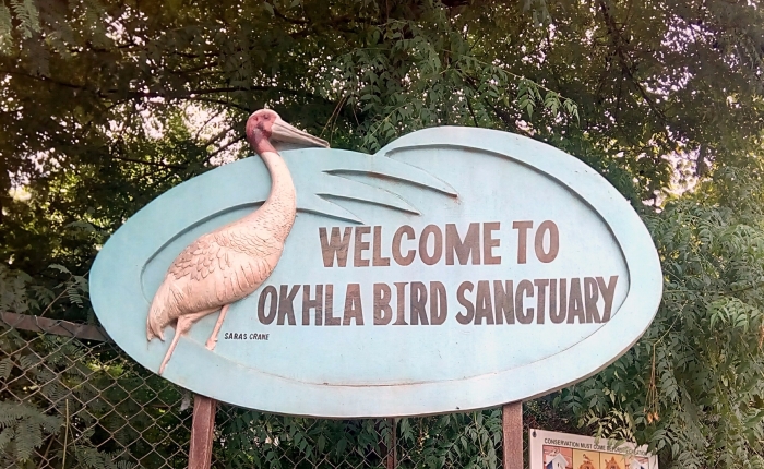 Why Delhi needs its Wetlands: The Okhla Bird Sanctuary